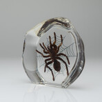 Genuine Tarantula Spider + Web in Freeform Lucite