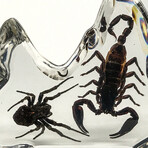 Genuine Scorpion + Fighting Spider in Freeform Lucite
