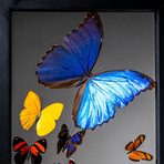 1 Large Morpho + 11 Butterflies // Black Frame v.1