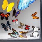 1 Large Morpho + 11 Butterflies // Black Frame v.1
