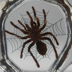 Genuine Tarantula Spider + Web in Freeform Lucite