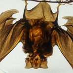 Genuine Hanging Bat + Twigs in Freeform Lucite