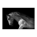 Posing Horse (16"H x 24"W x 1.8"D)