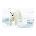 Polar Bear (16"H x 24"W x 1.8"D)