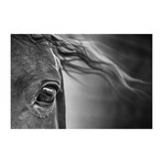 Horse's Attentive Look (16"H x 24"W x 1.8"D)