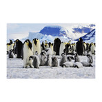 Emperor Penguins (16"H x 24"W x 1.8"D)