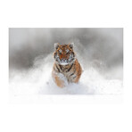 Siberian Tiger on Snow (16"H x 24"W x 1.8"D)