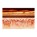 Beautiful Flamingos (16"H x 24"W x 1.8"D)