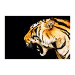 Tiger's Fury (16"H x 24"W x 1.8"D)