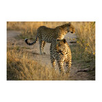 Wondering Cheetahs (16"H x 24"W x 1.8"D)