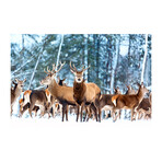 Mesmerized Deers (16"H x 24"W x 1.8"D)