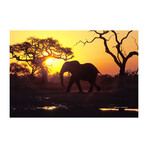 African Savanna Elephant (16"H x 24"W x 1.8"D)
