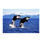 Twins Whales (16"H x 24"W x 1.8"D)