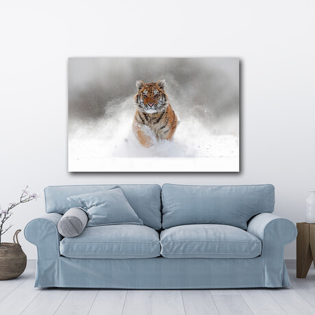 Siberian Tiger on Snow (16"H x 24"W x 1.8"D)