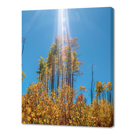 Aspen Trees in Autumn Crisp Blue Sky (10"H x 8"W x 0.75"D)
