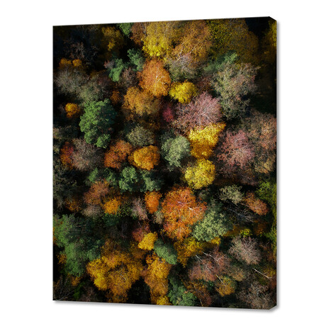 Autumn Forest - Aerial Photography (8"W x 10"H x 0.75"D)