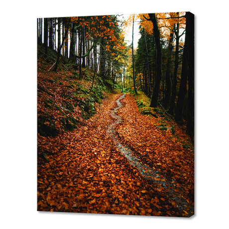 Autumn in Devils Glen, Wicklow, Ireland III (10"H x 8"W x 0.75"D)