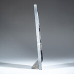 Genuine Orthoceras Fossil Statue