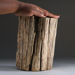 Genuine Petridied Wood Stump