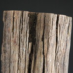 Genuine Petridied Wood Stump