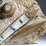 Genuine Orthoceras Fossil Plate v.2