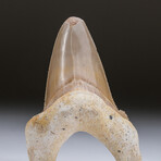 Genuine Pre Historic Shark Tooth + Display Box v.3