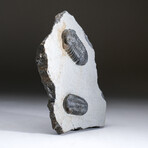 Two Genuine Trilobite Fossils (Ptychopariida) On Matrix + Acrylic Display Stand