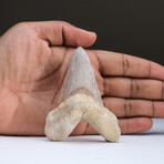 Genuine Pre Historic Shark Tooth + Display Box v.2