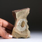 One Genuine Trilobite Brown (Ptychopariida) Fossil On Matrix + Acrylic Display Stand