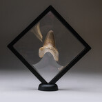 Genuine Pre Historic Shark Tooth + Display Box v.3