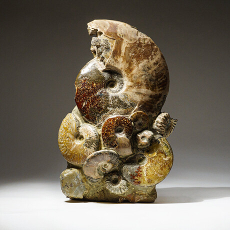 Genuine Polished Calcified Ammonite Clustered Tower