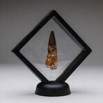 Genuine Spinosaurus Dinosaur Tooth + Display Box v.6