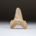 Genuine Pre Historic Shark Tooth + Display Box v.4