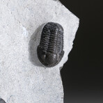 One Genuine Trilobite Fossil (Ptychopariida) On Matrix + Acrylic Display Stand