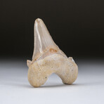 Genuine Pre Historic Shark Tooth + Display Box v.1