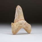 Genuine Pre Historic Shark Tooth + Display Box v.4