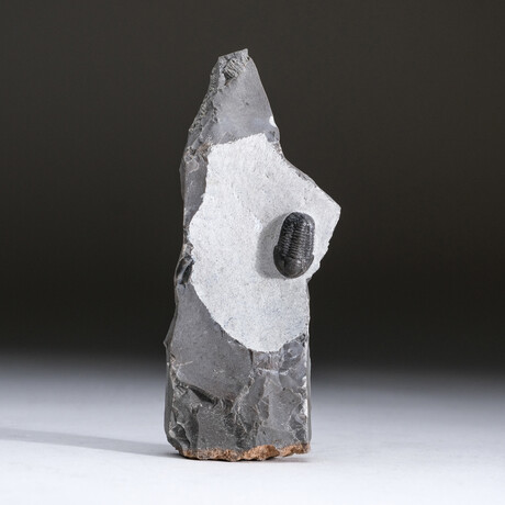 One Genuine Trilobite Fossil (Ptychopariida) On Matrix + Acrylic Display Stand