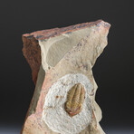 One Genuine Trilobite Brown (Ptychopariida) Fossil On Matrix + Acrylic Display Stand