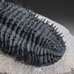 Genuine Spiny Drotops Armatus Trilobite