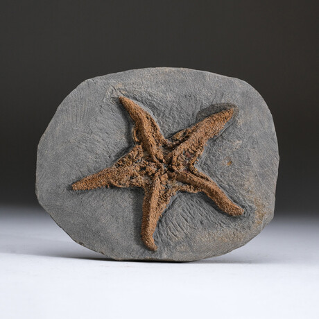 Genuine Ordovician Starfish Fossil + Matrix + Acrylic Display Stand