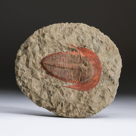 Genuine Redlichiida Trilobite On Matrix + Acrylic Display Stand