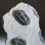 Two Genuine Trilobite Fossils (Ptychopariida) On Matrix + Acrylic Display Stand