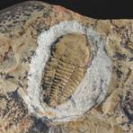 Single Genuine Trilobite Brown (Ptychopariida) Fossil On Matrix + Acrylic Display Stand