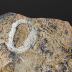 Single Genuine Trilobite Brown (Ptychopariida) Fossil On Matrix + Acrylic Display Stand