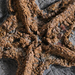 Genuine Ordovician Starfish Fossil + Matrix + Acrylic Display Stand