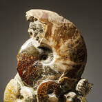 Genuine Polished Calcified Ammonite Clustered Tower