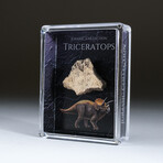 Genuine Triceratops Dinosaur Tooth + Acrylic Display Box