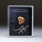 Genuine Spinosaur Dinosaur Tooth + Acrylic Display Box