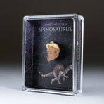 Genuine Spinosaur Dinosaur Tooth + Acrylic Display Box