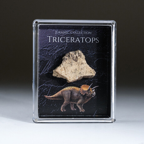 Genuine Triceratops Dinosaur Tooth + Acrylic Display Box